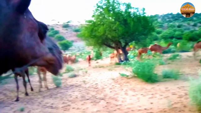 Camel Life In Desert || Camel Life Style Desert Animals Documentary Tharparker Vlogs #tharigeet смотреть онлайн