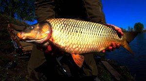 НА ЧТО КЛЮЕТ КАРП РАННЕЙ ВЕСНОЙ.КЛЮНУЛ КАРП 5кг.