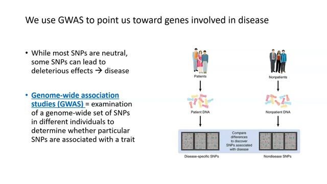 Genome-Wide Association Studies (GWAS), Part 1 смотреть онлайн