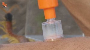 УДАЛЯЕМ ЯД СКОЛОПЕНДРЫ / ПОСЛЕДСТВИЯ УКУСА / Койот Питерсон на русском