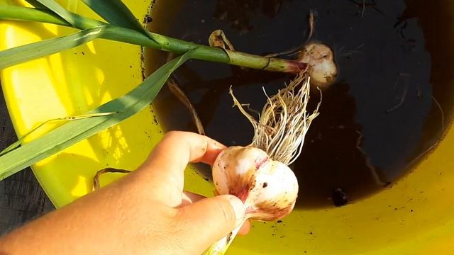 Признаки созревания озимого чеснока. смотреть онлайн
