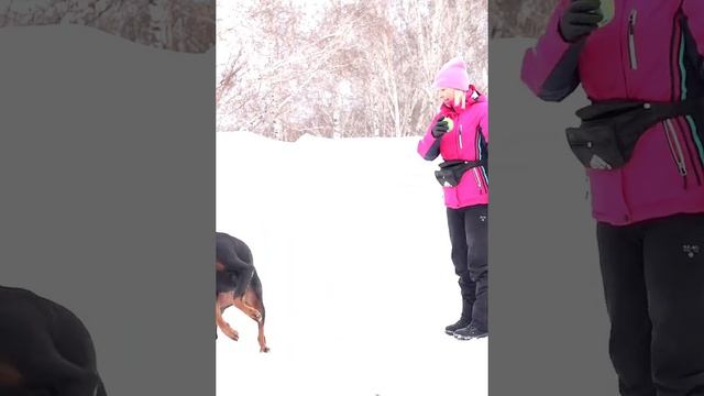 Доберман. Команды жестами /Doberman. Gesture commands смотреть онлайн
