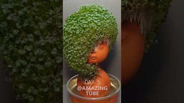 Growing Chia Seeds - #timelapse #chiapet смотреть онлайн