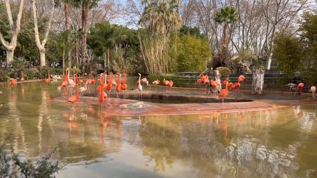 ❤ WHERE TO GO WITH KIDS IN BARCELONA ❤ KAM VYRAZIT S DĚTMI V BARCELONĚ ❤ ZOO, BIGGEST AQUARIUM SPAI смотреть онлайн