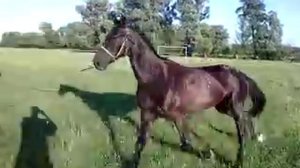 Англо-Арабская лошадь. мерин!
