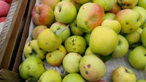 ЯБЛОКИ! Сорта "Беркутовское"."Северный синап"."Курский золотой"