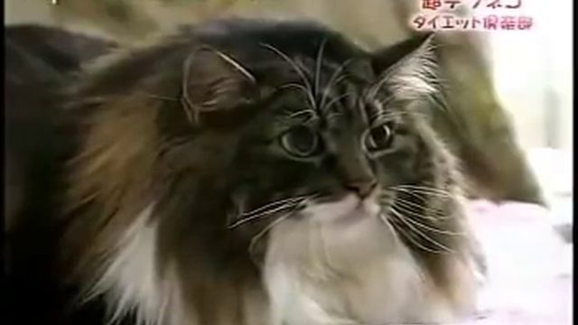 Asian With Huge Hairy Pussy