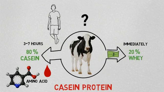 Protein Supplements sources | Plant protein | Whey protein | casein protein смотреть онлайн