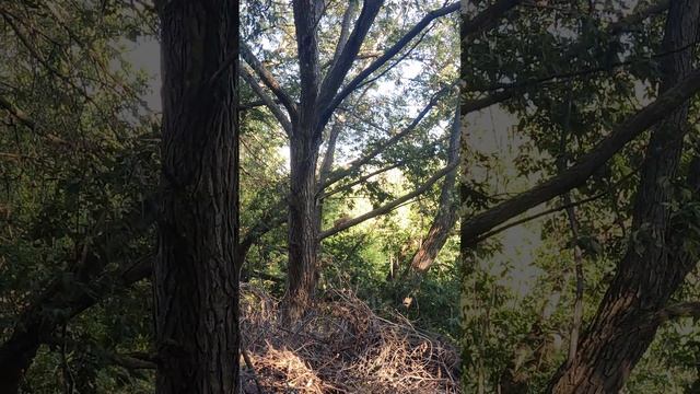 #Белка ?️ с Орехом ? Ловко Прыгает - #Животные Украины #Squirrel 4k Nature #Animals Shorts Videos смотреть онлайн