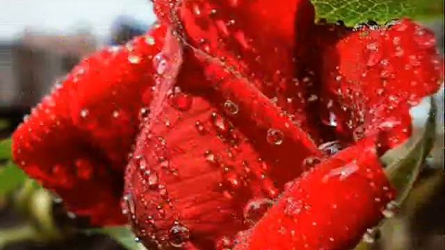 Друзьям немого позитива. смотреть онлайн