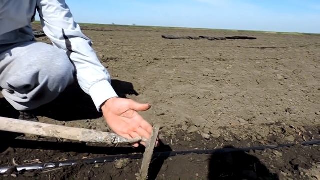 ?Высадка рассады Арбузов и Дынь в Открытый грунт. 12 гибридов от фирмы Clause! смотреть онлайн