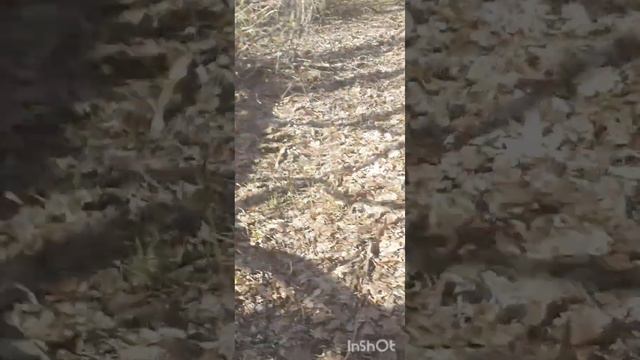 пошёл за грибами нашёл много мусора,подороге домой прицепился он клещ 🕷 смотреть онлайн