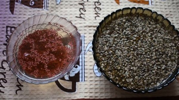 Быстрое прорастание семян укропа и петрушки.