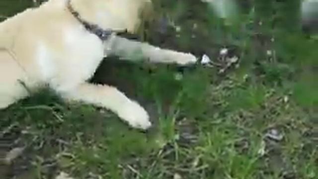 Dog Fight смотреть онлайн