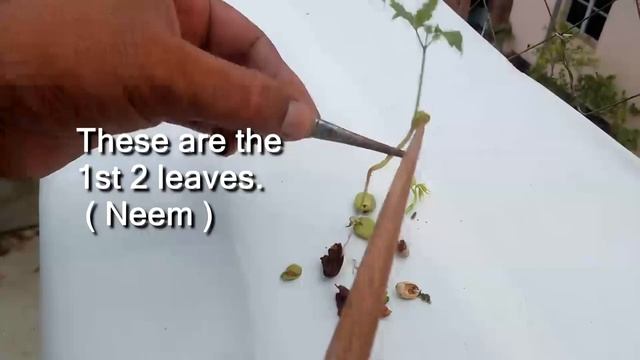 Adenium || Recognize Seed Leaves and True Leaves before 1st Potting смотреть онлайн