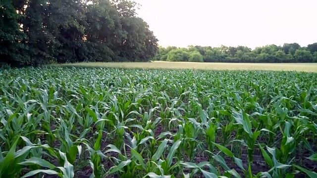 Листовая подкормка кукурузы смотреть онлайн