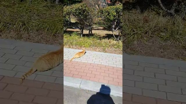 Spring Cat #1 смотреть онлайн