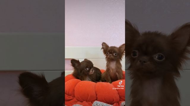2022-09-12-161246258.mp4 смотреть онлайн