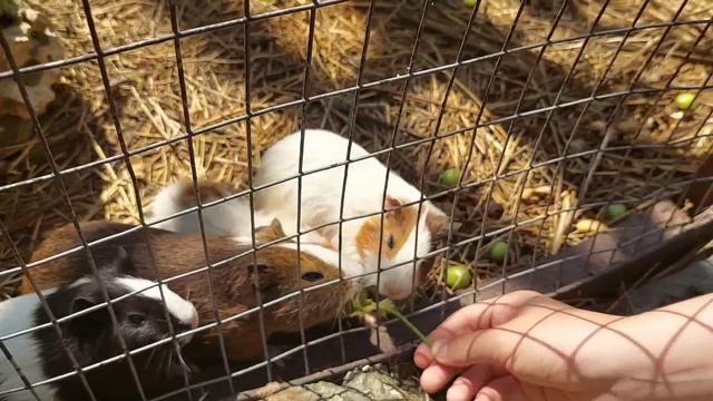 Сафари парк "Тайган" 15.06.23 смотреть онлайн