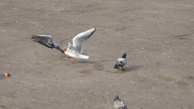 Sony NEX-5 тест видеорежима/Sony NEX-5 video test смотреть онлайн