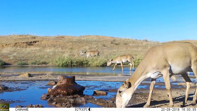 Приоткрывая заповедные двери В заказнике Меклетинский смотреть онлайн