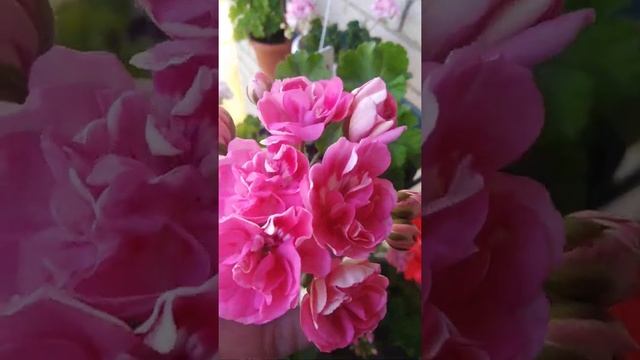 Пеларгония сорт Ю-Сакура смотреть онлайн