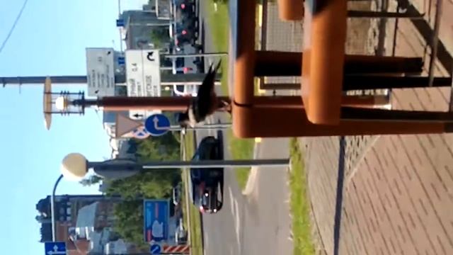 В мире животных (птицы) смотреть онлайн