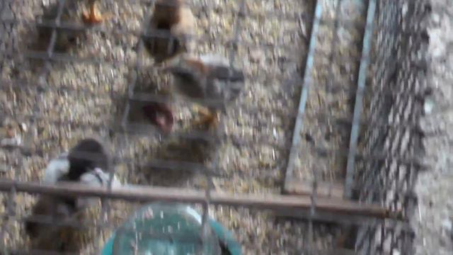 Давайте посмотрим как мы растем ? смотреть онлайн