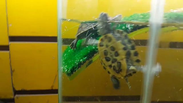 красноухая черепашка