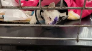 Вылез глаз у котенка? Бесхвостая Тейли присмерти