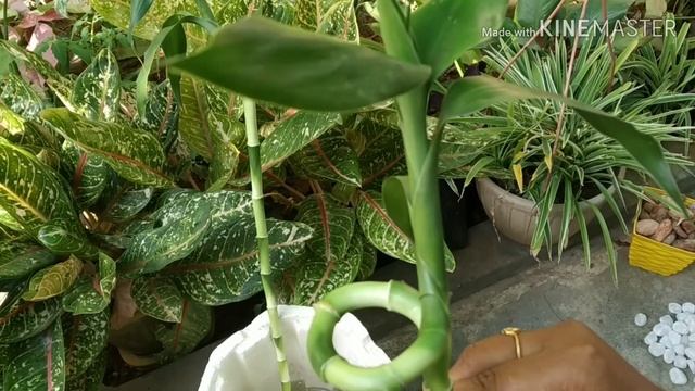 Lucky bamboo spiral stalks смотреть онлайн