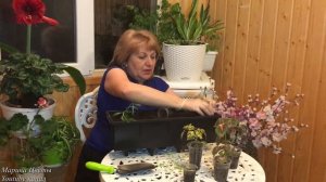 Кашпо LECHUZA BALKONERA с автополивом. Посадка интересных растений