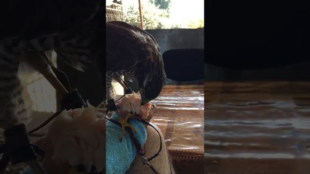 Ястриб Обедает! смотреть онлайн