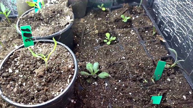 Обзор моей рассады. Посадочный сезон оькрыт.