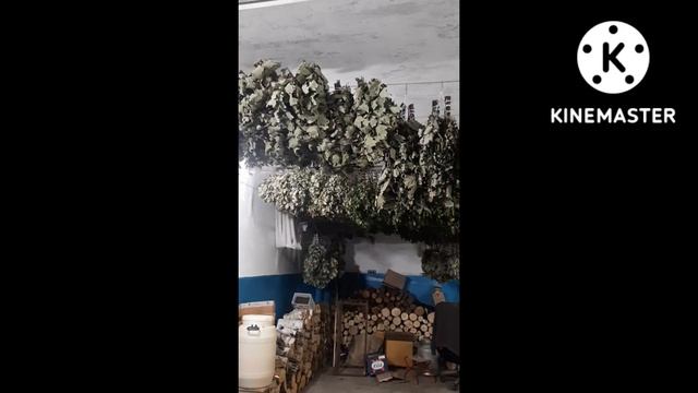 Продажа веников для бани, ЛУЧШИЕ#spilarbo смотреть онлайн