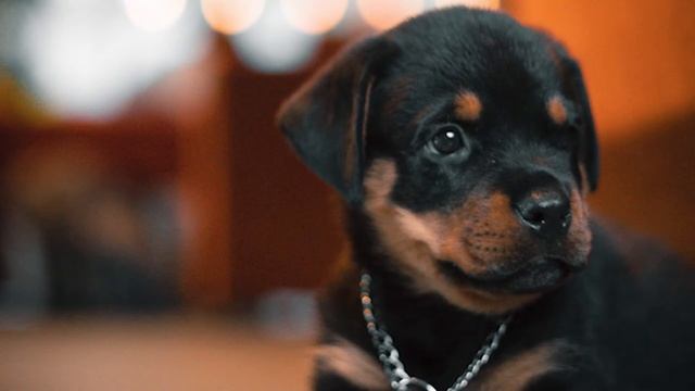 Ротвейлер не опасен если... Собака породы Ротвейлер — бойцовские собаки дома. смотреть онлайн