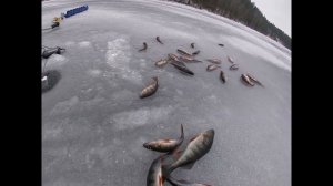 Рыбалка с одной лунки. Ловля окуня на блесну с цепочкой. Зимняя рыбалка 2020.