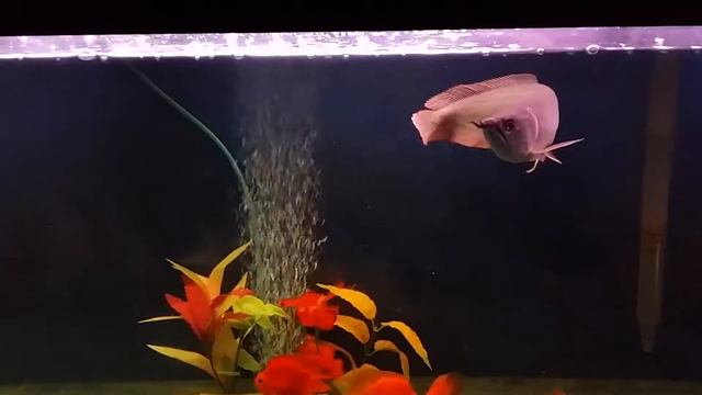 Silver arowana Ngan Long ,parrot fish tank смотреть онлайн