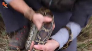 УКУС ТИГРОВОГО ПИТОНА. Дикая змея укусила в руку!