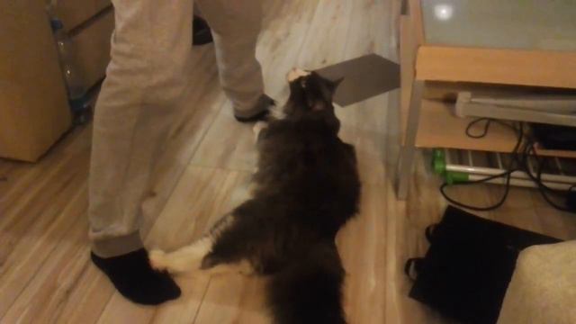 Maine coon Мейн Кун играеться смотреть онлайн