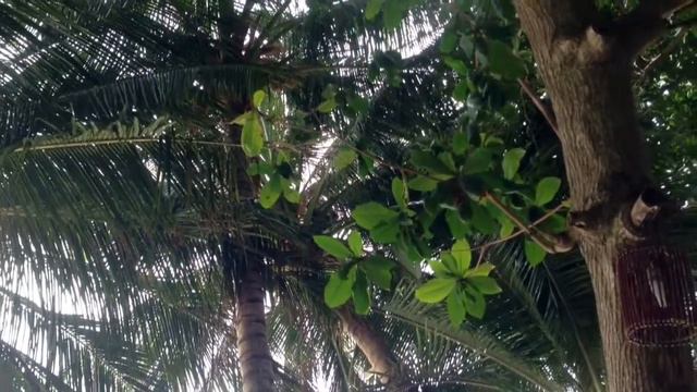 Обезьяна добывает кокосовое молоко смотреть онлайн