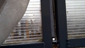 Петунии в неотапливаемой теплице. Ночью до минус 7. Что с растениями? Как им помочь?