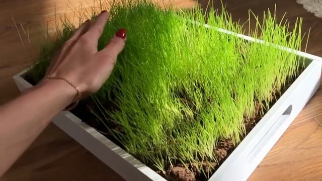 Газонная трава дома