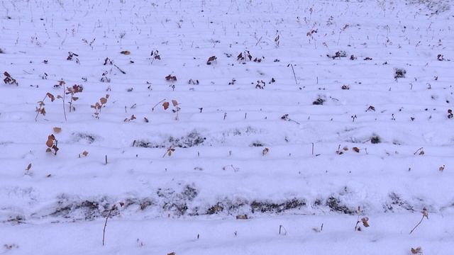 Календарь садовода 30.10.2021 смотреть онлайн
