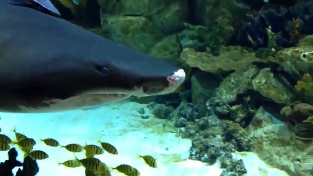 ШОК! Большая акула в аквариуме разбила голову смотреть онлайн