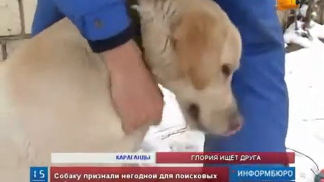 Карагандинские спасатели отдадут лабрадора в добрые pуки смотреть онлайн