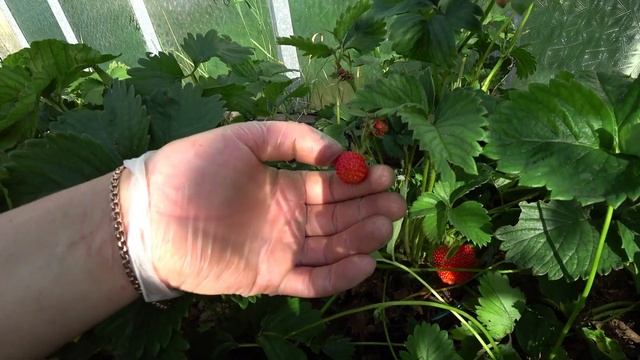 Лайфхак для укоренения усов садовой земляники смотреть онлайн