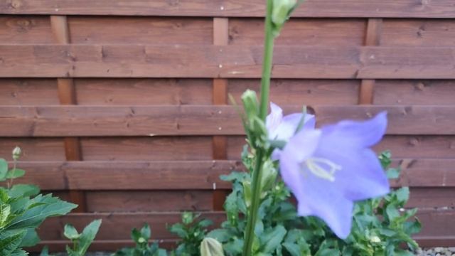 Цветы в моем саду???!!! Blumen in meinem Garten!???!! Flowers in my garden???!!! смотреть онлайн