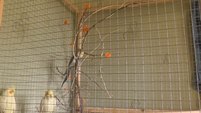 Если попугаи чешут друг друга ЗНАЧИТ ЭТО ПАРА? (миф) смотреть онлайн