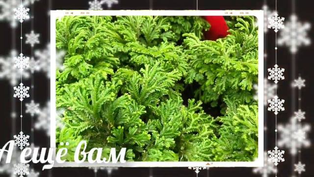 Всех со Старым Новым годом! Поздравляю! смотреть онлайн